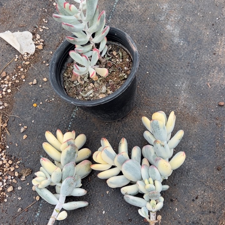 无花朵303号福娘锦两个无砍