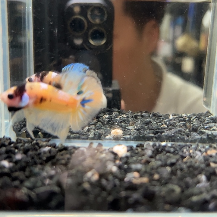 斗鱼竞拍跑单拉黑15日23