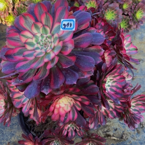 红同白多肉植物一物一拍211多肉