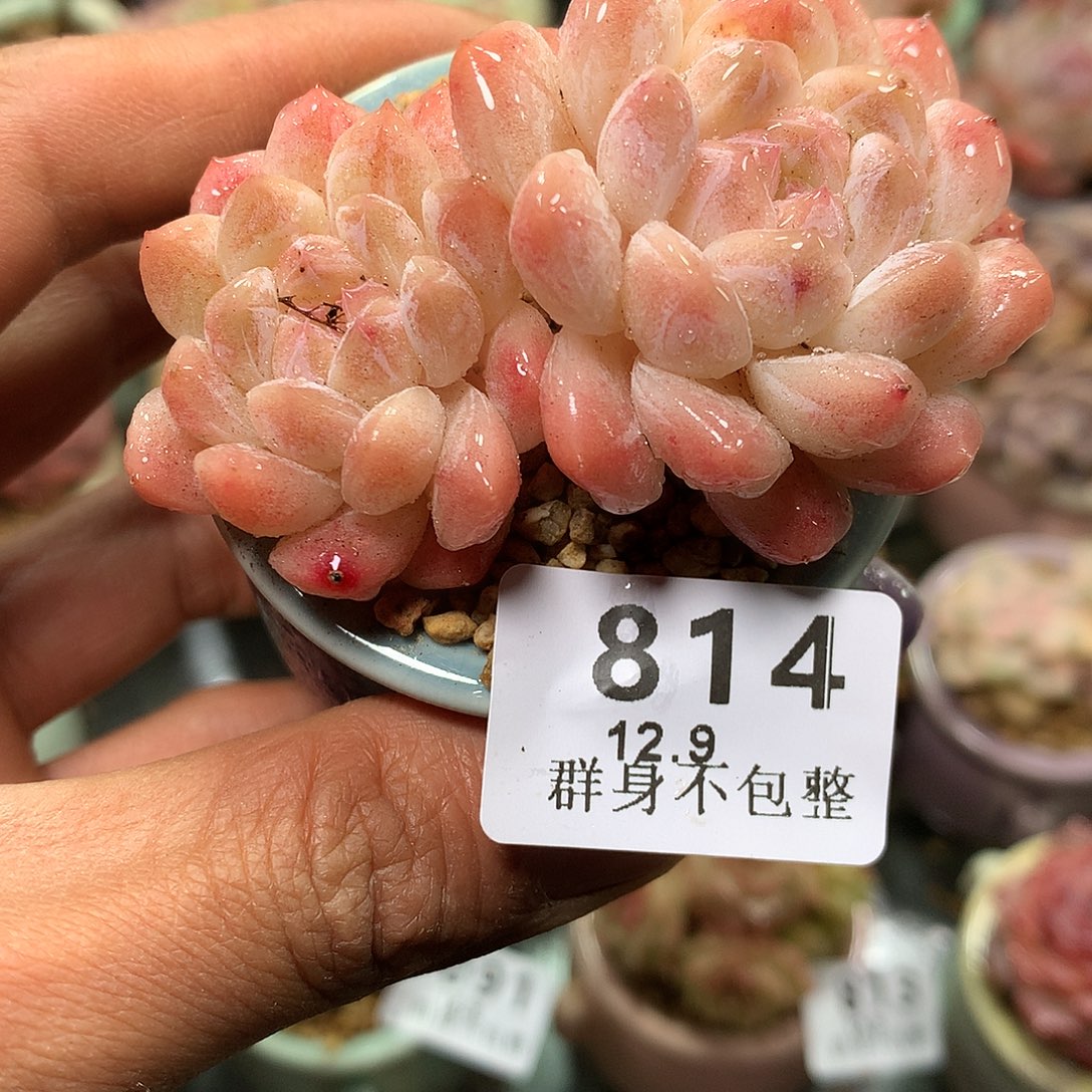 精控拇指盆12.9814