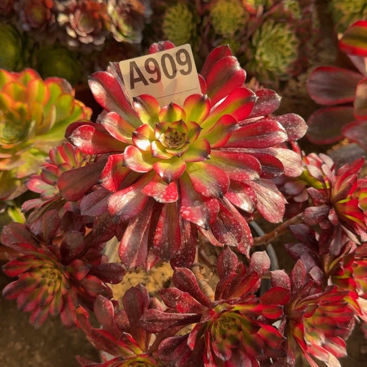 红陶美姬909多肉