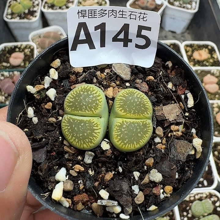 145多肉植物多肉植物
