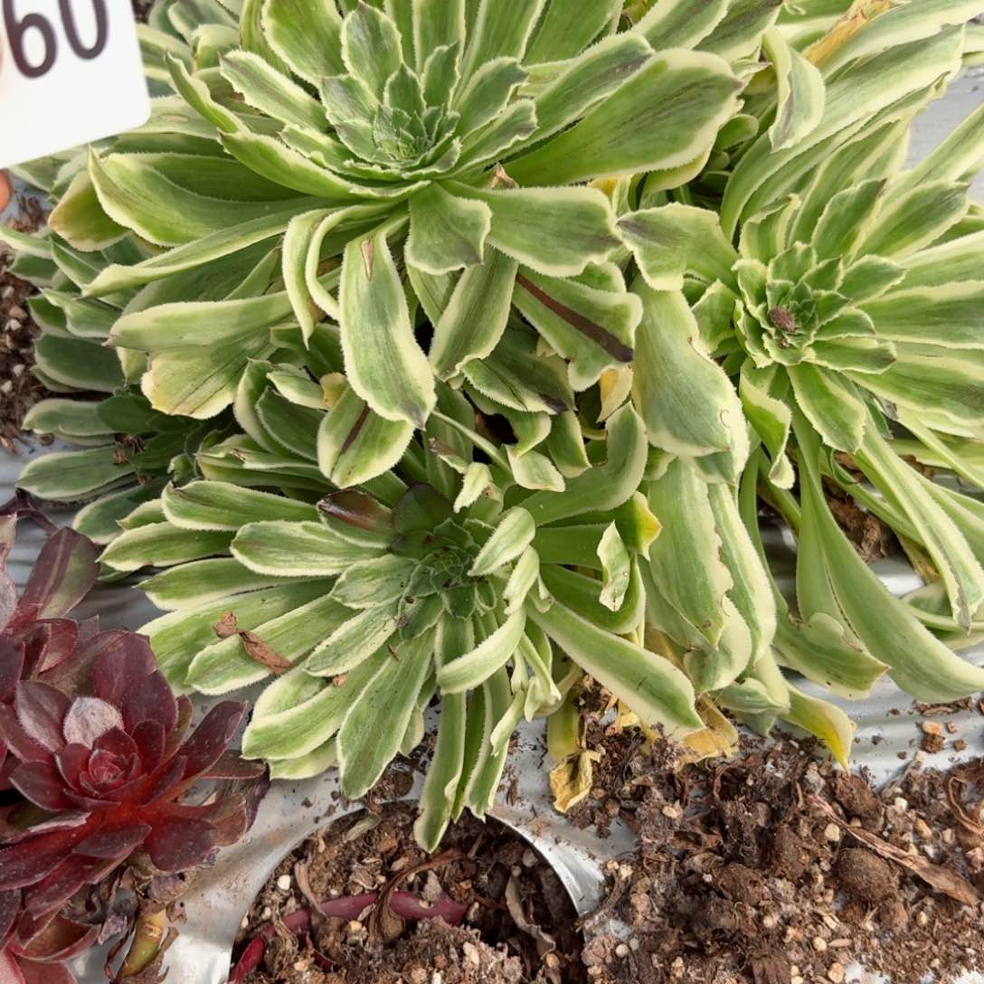 嗯8760 号多肉法师特价