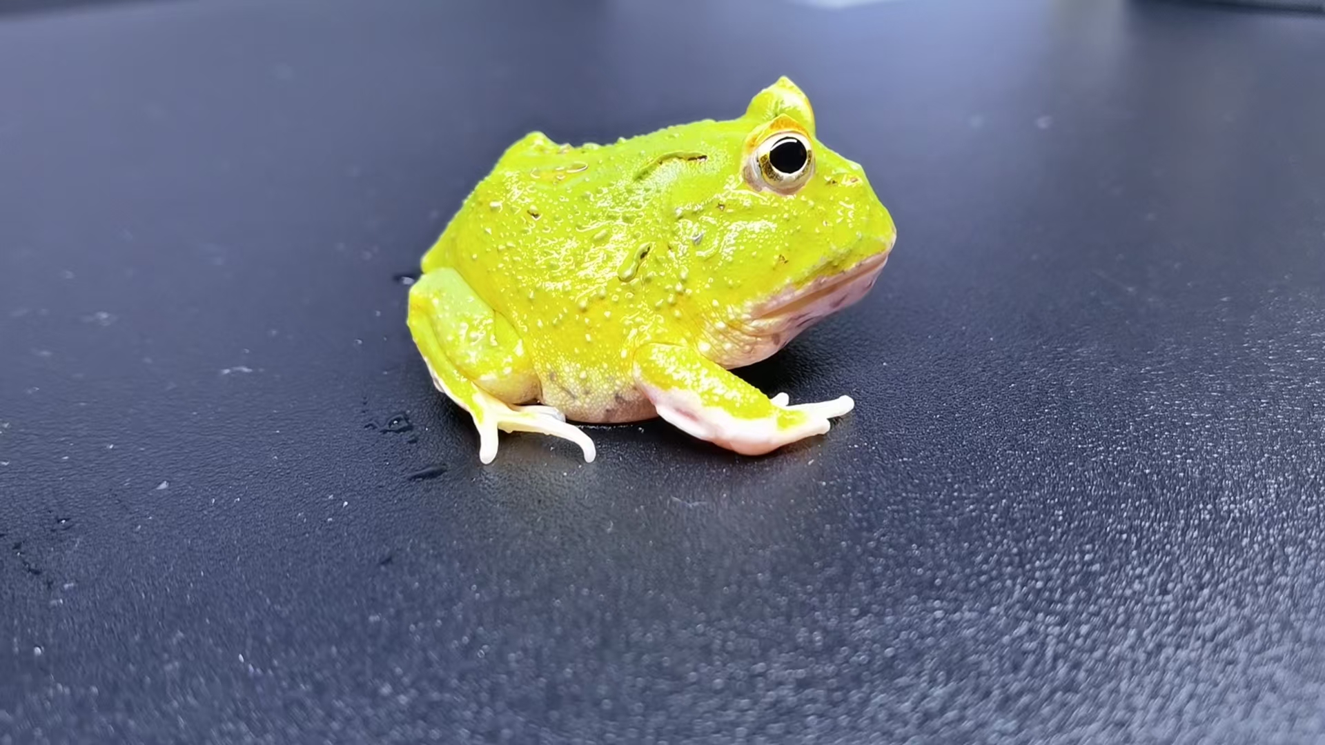 角蛙宠物抹茶角蛙