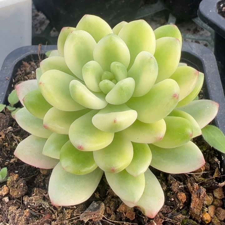 香格里拉锦一物一拍