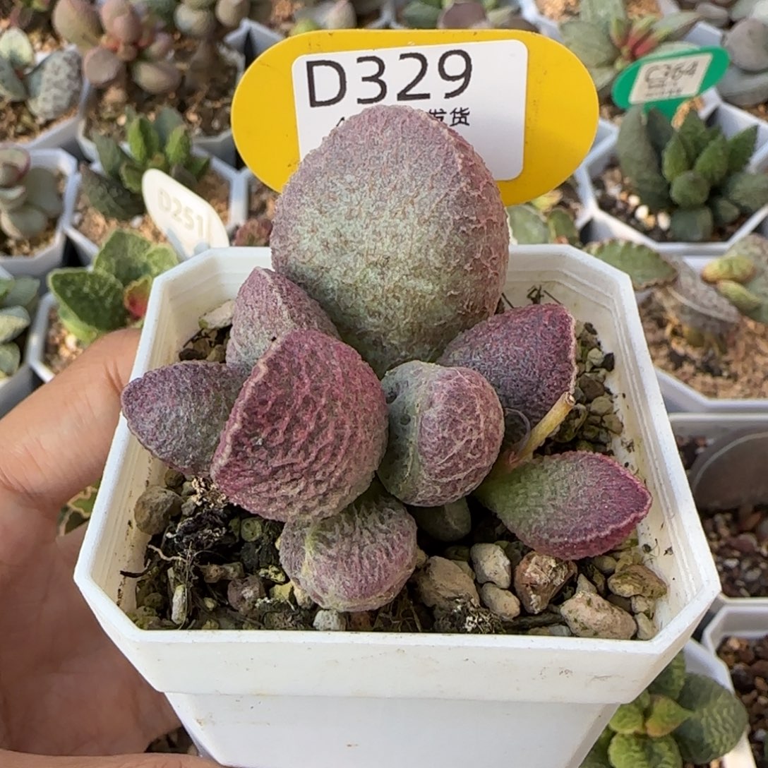 ****杷哈默猪肝。   329。    