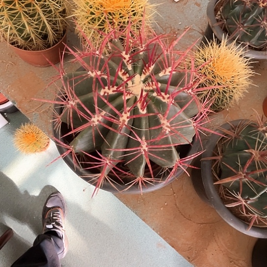 ヾ****?红虎谢谢谢谢谢谢