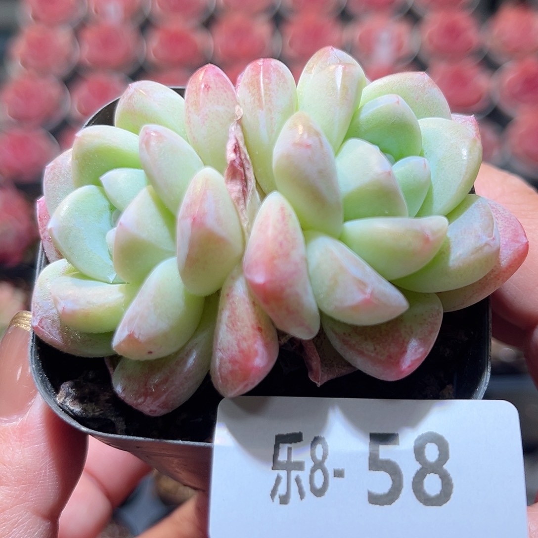 乐8-58 冰玉双头