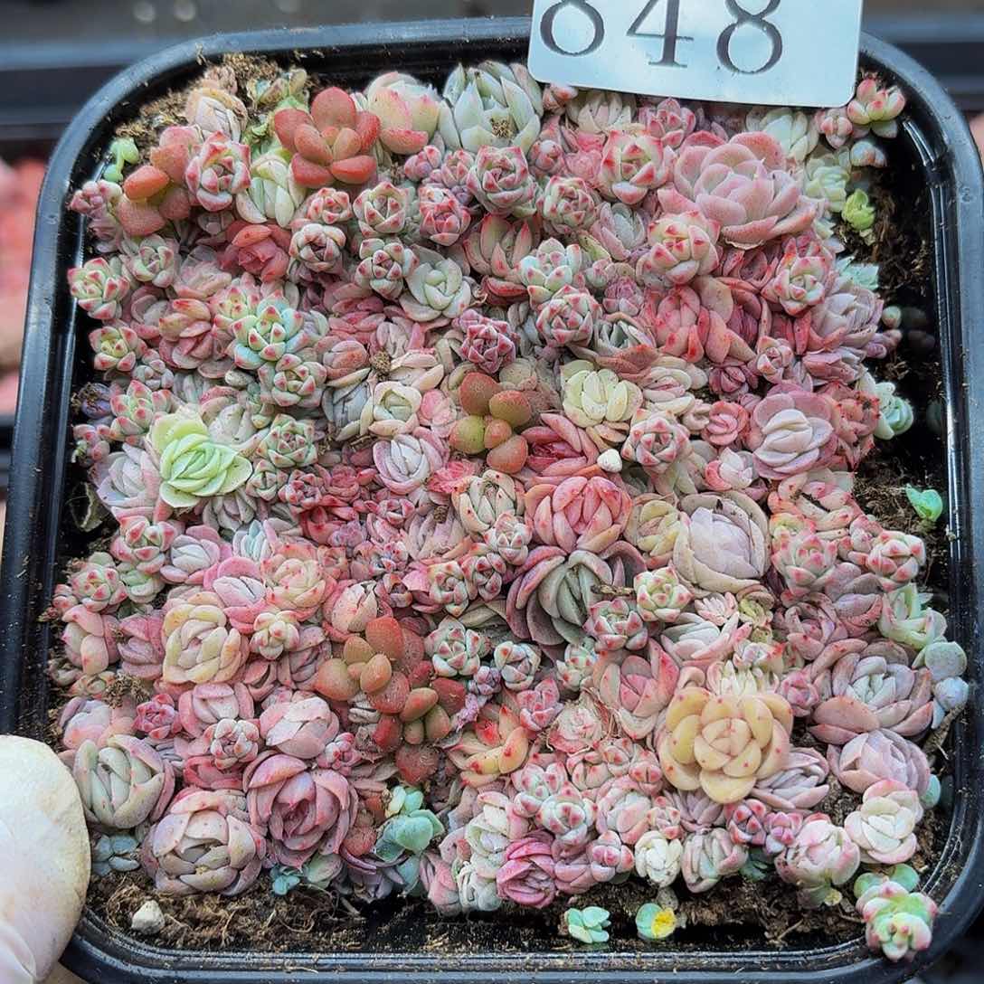 多肉植物多肉植物848