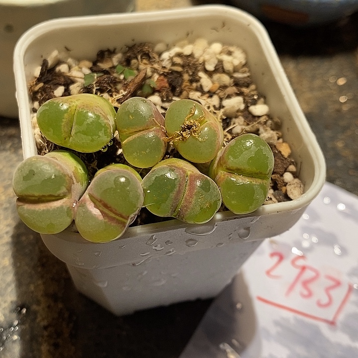 29331。  一颗粉红女郎风铃。 