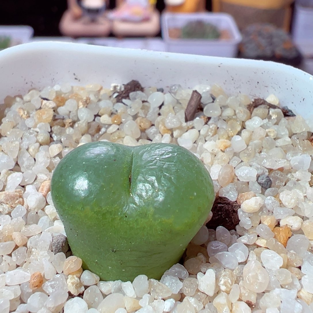 1212-589多肉多肉肯尼迪