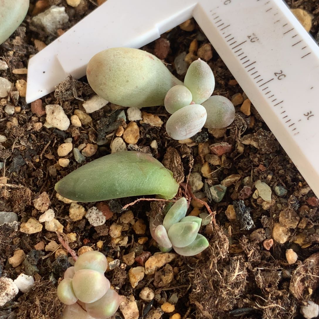 米可奶 梵高奶酪多肉  不满28发到付，发一片叶，~