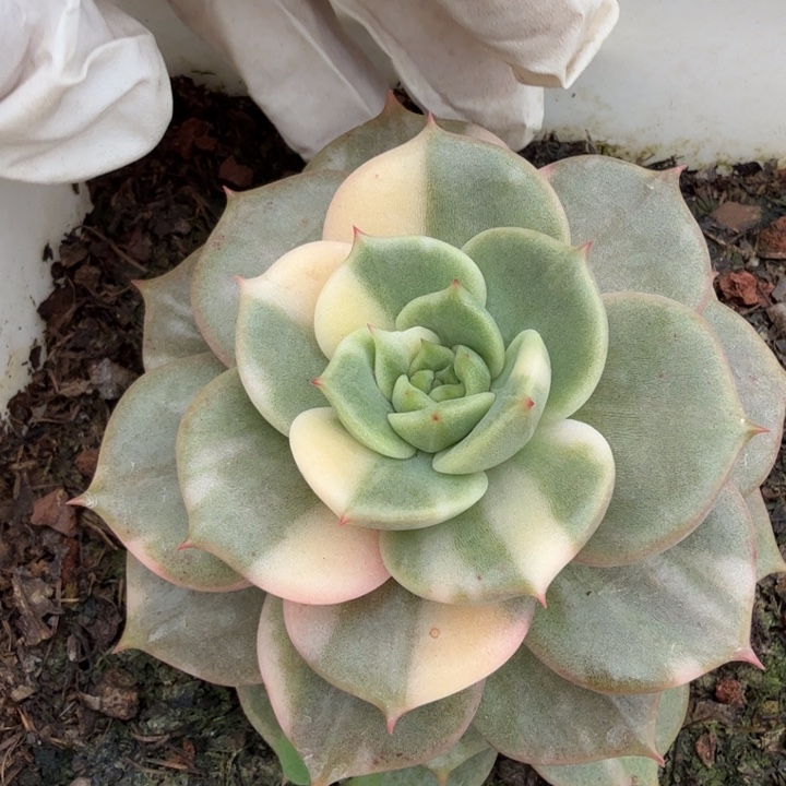 贝加尔湖锦多肉植物