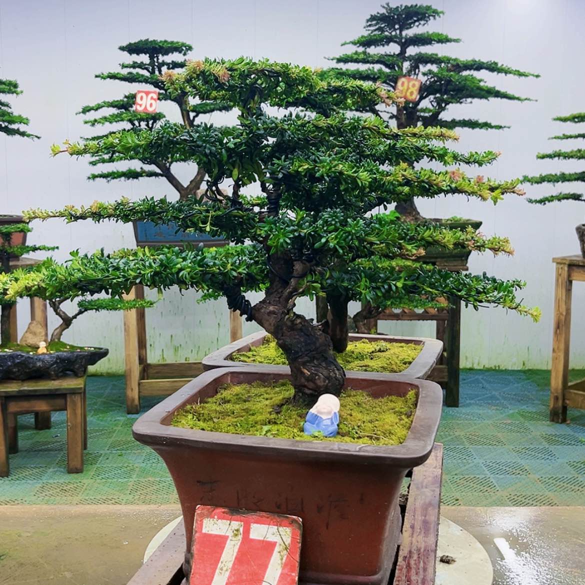 【闪购商品】无花朵