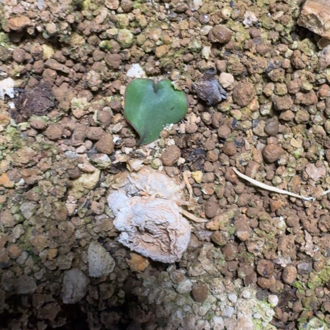 红爱心一物一拍多肉