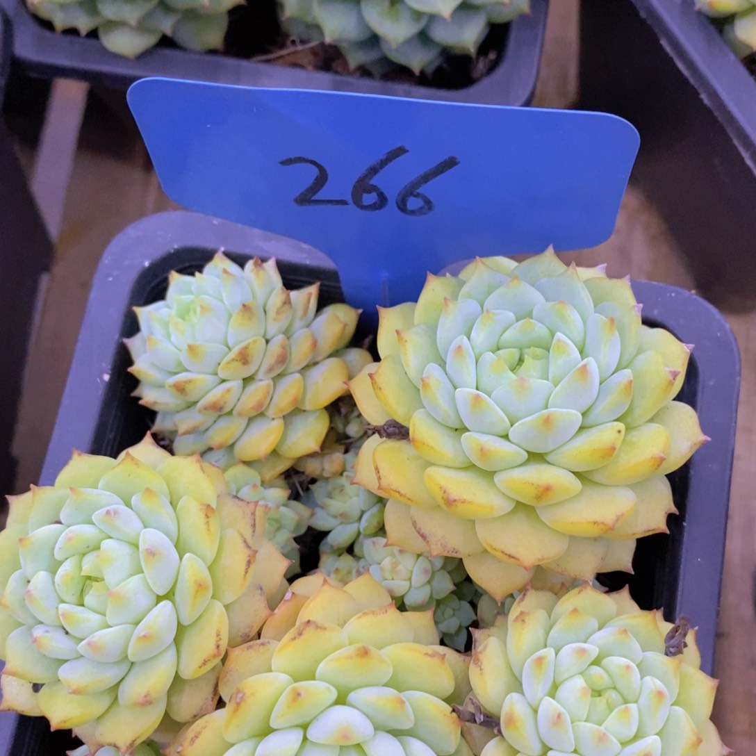 熊猫脸不保证整的，介意勿拍