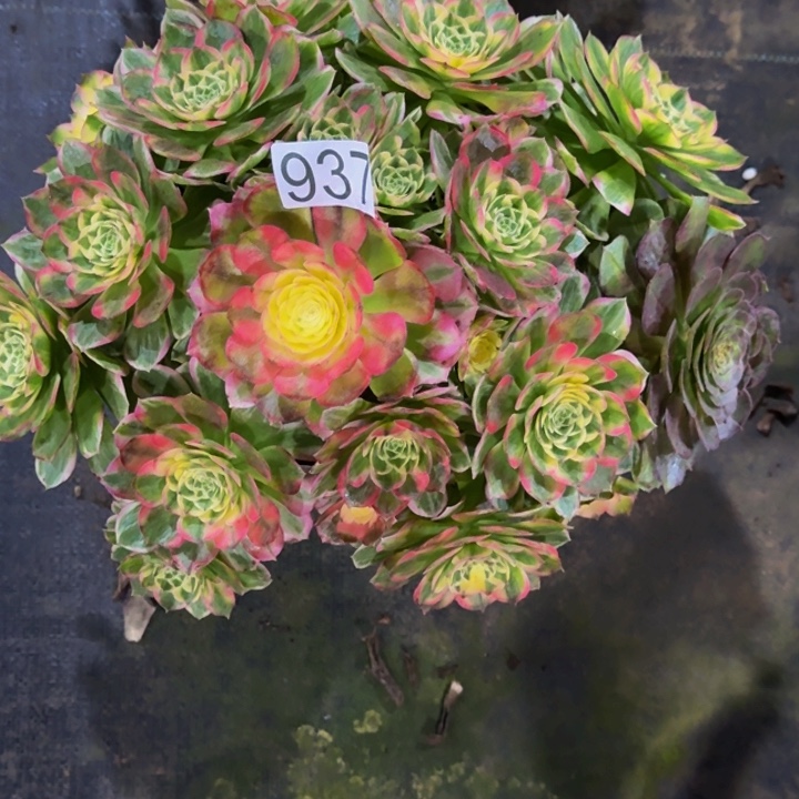 00000000937玉芙蓉福利价