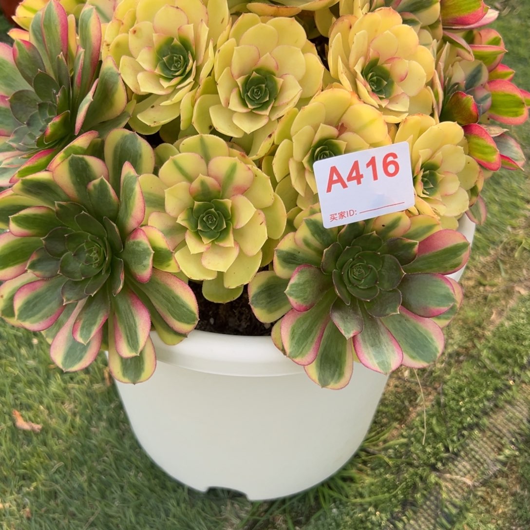 416，轮回变异多肉植物法师