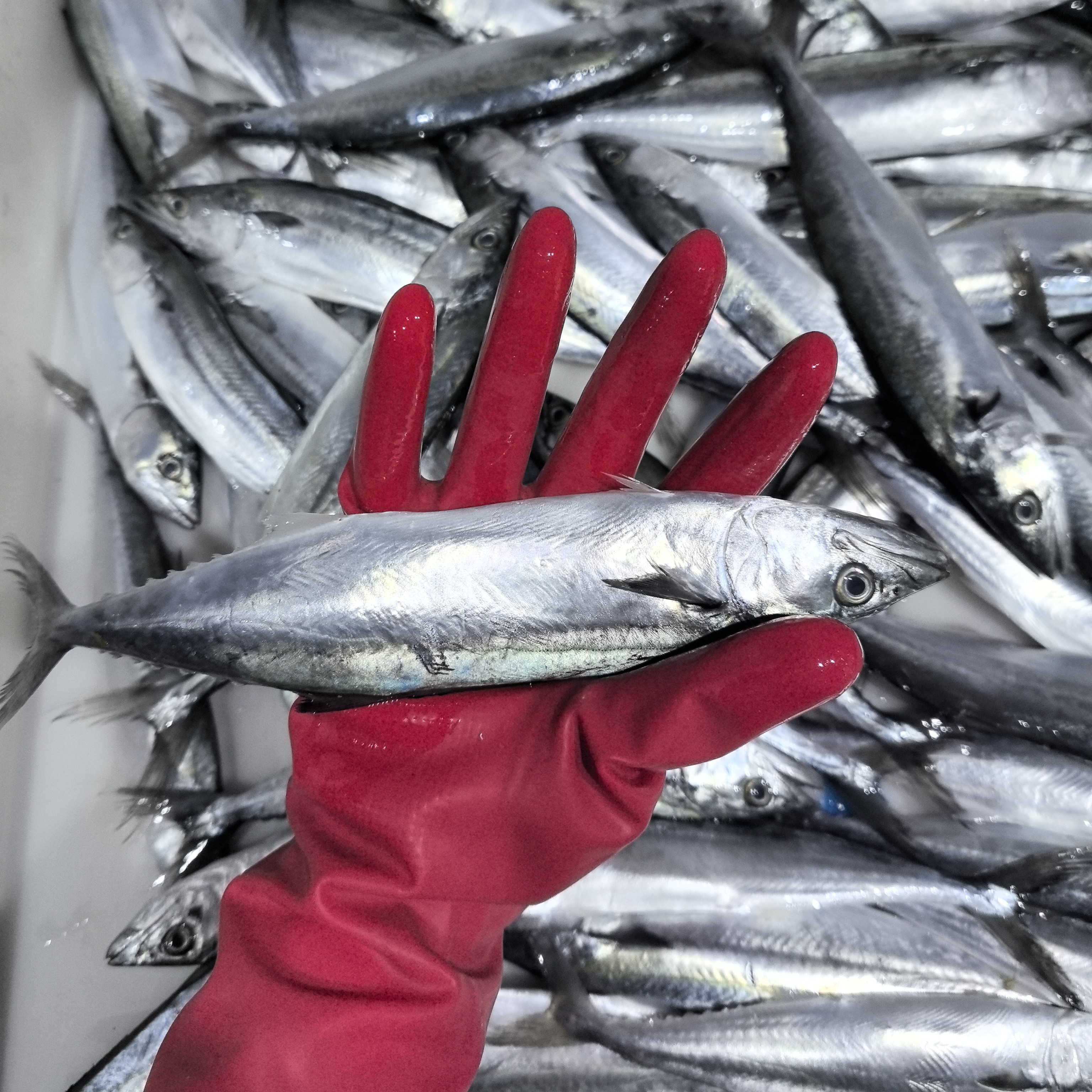 （小花家）新鲜小燕鱼糕子冷冻发货