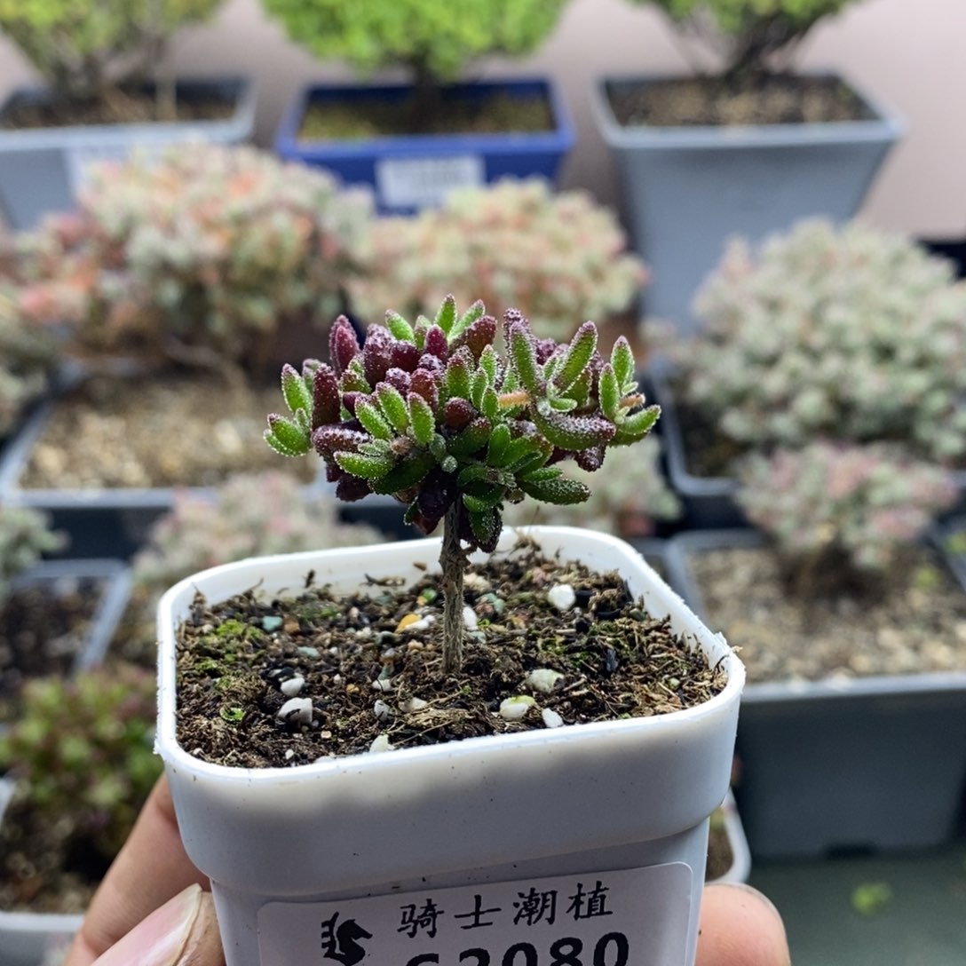 2080红麒麟枝干番杏