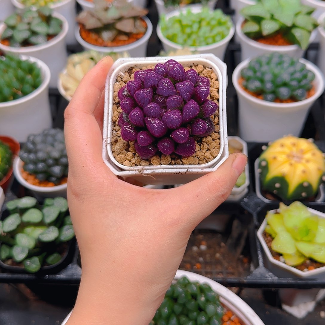 紫宝石冰灯玉露，原盆