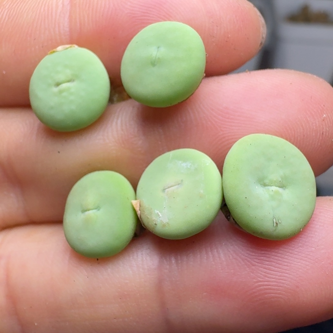 909五颗嘴开播福利