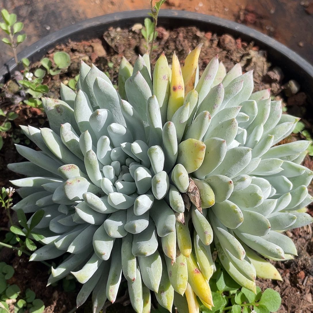 请拇指多头群11918