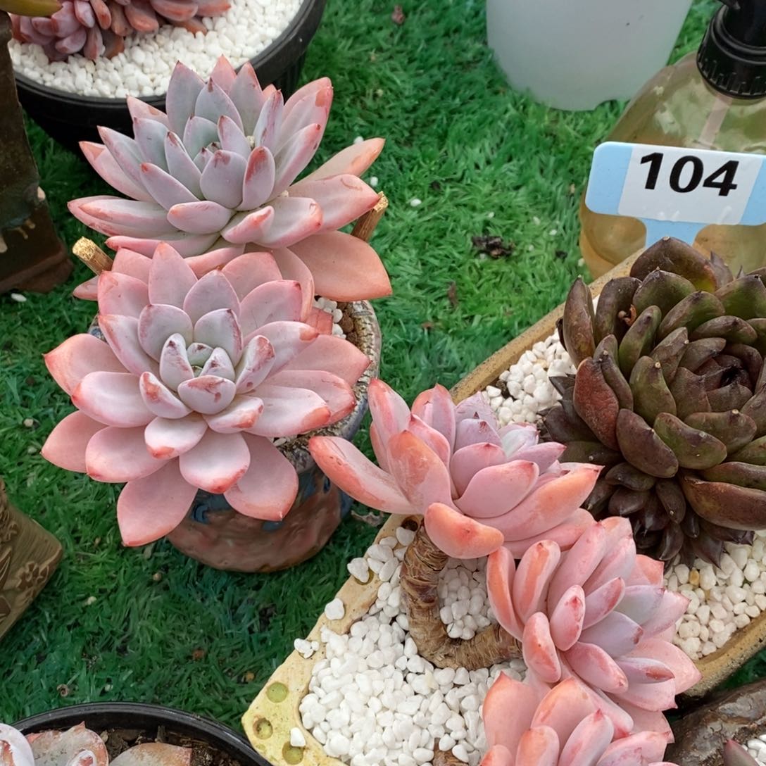 ?*幽幽幽韩系多肉植物两颗组