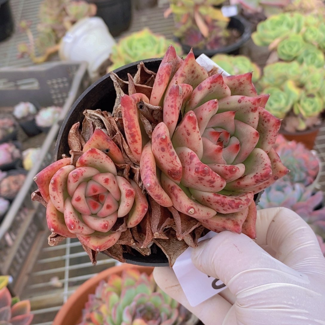 0340血斑香槟一物一拍