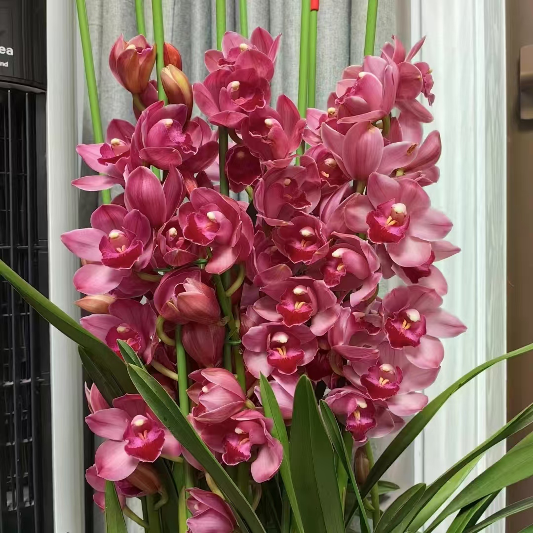 【瑞彩绣球】蕙兰年宵款 绿植盆栽花卉室内客厅好养易活带盆发货