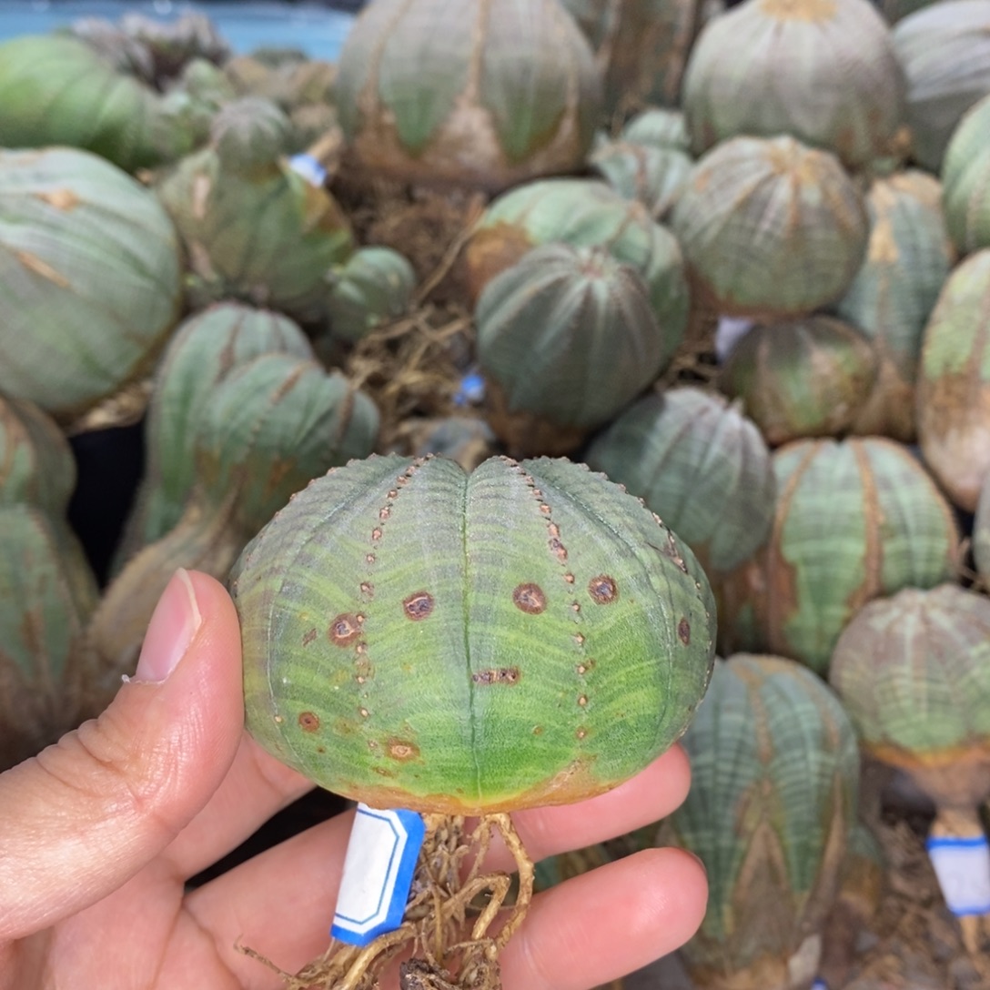 1欧系实生布纹球一物一拍