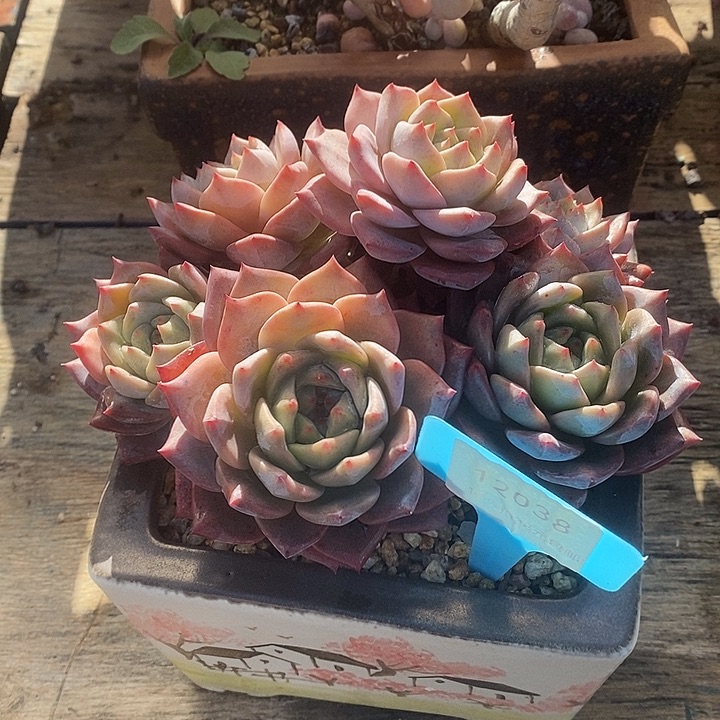 下***@胭脂精品多肉88888