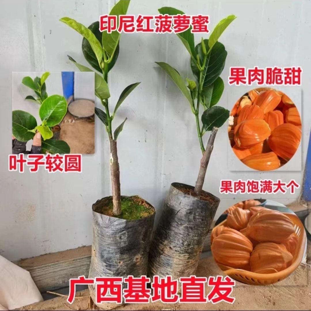 正品四季印尼红菠萝蜜树苗菠萝蜜嫁接苗结果早干包脆甜带榴莲味
