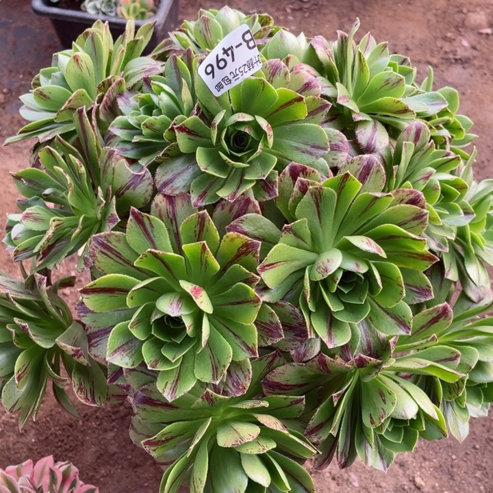 496碧火多肉112345678