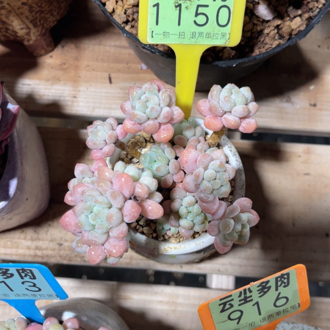 *****云尘多肉一物一拍1150不含盆，