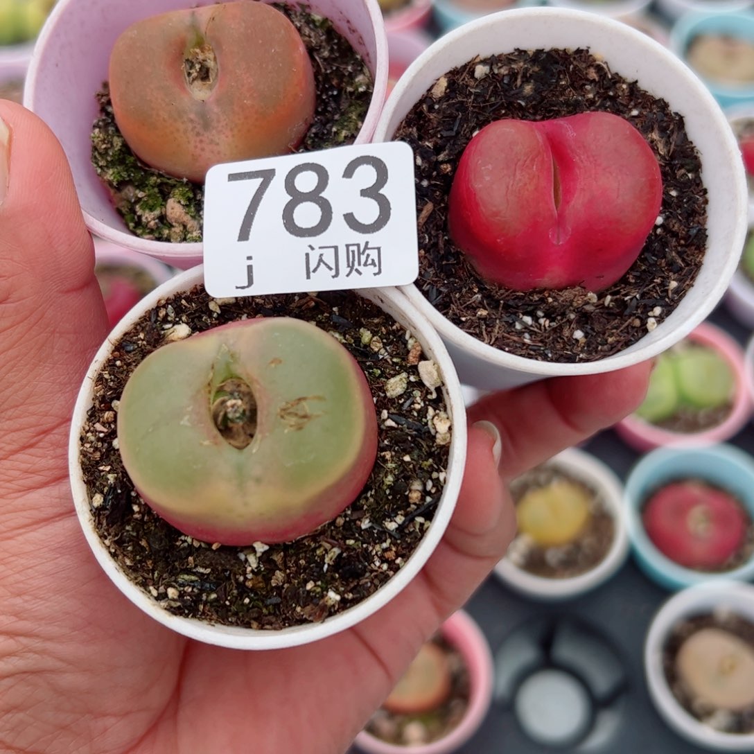 无花朵好****欢我很喜欢这个J783