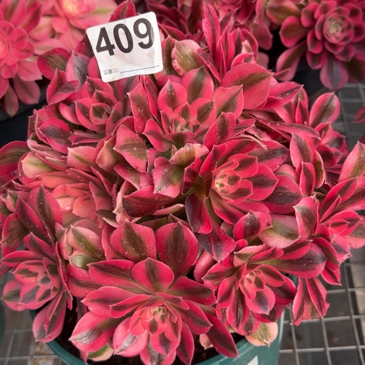 409女巫20厘米左右