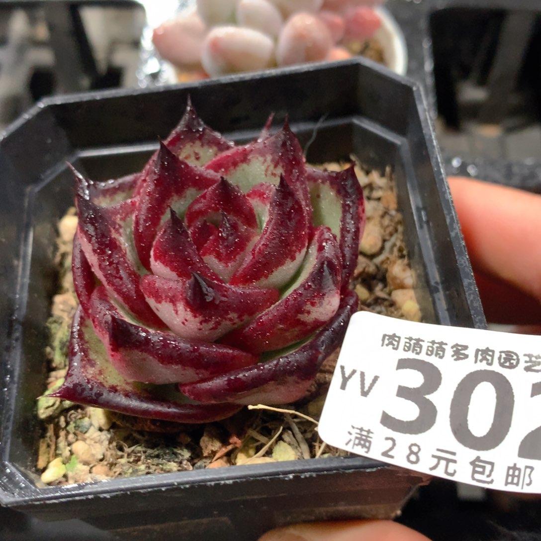 肉萌萌拇指盆精控多肉YV305