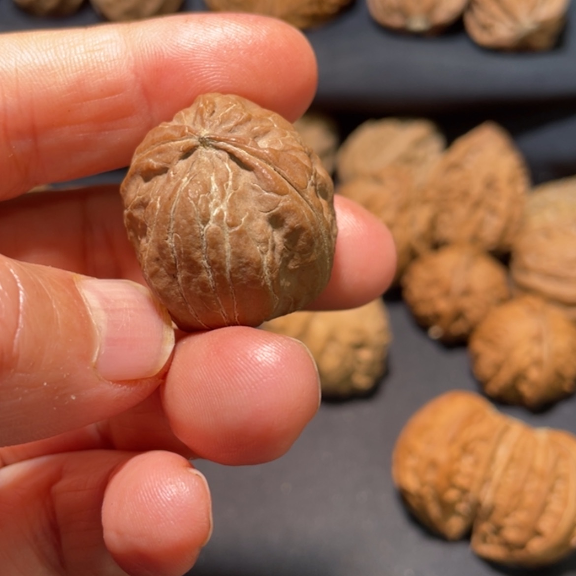 【闪购商品】文玩核桃把件同*楸子2