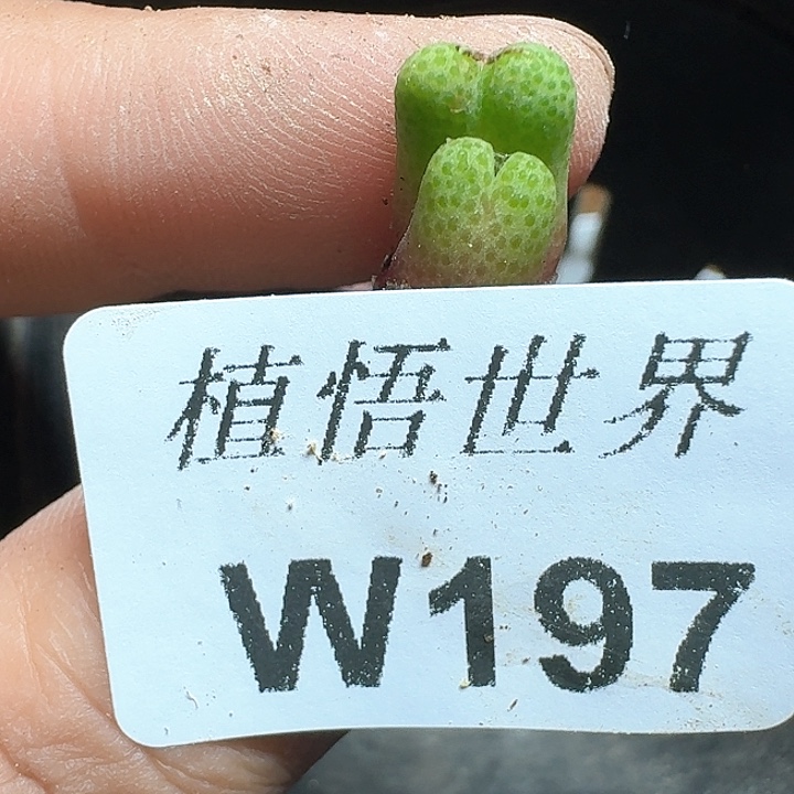 -97号多肉植物哇c v