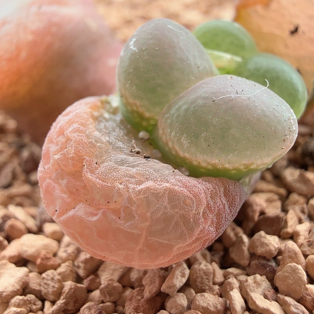 3.20.119/Cm10风铃2褪3