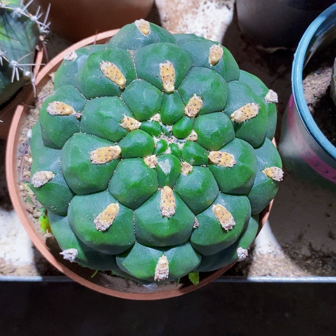 多有头11111111111111111个