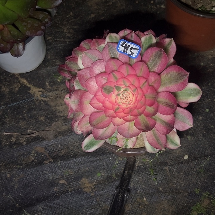 一物一拍多肉倾城415