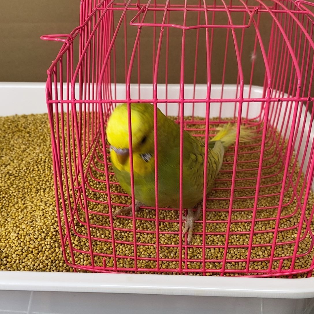 虎皮鹦鹉大头虎皮