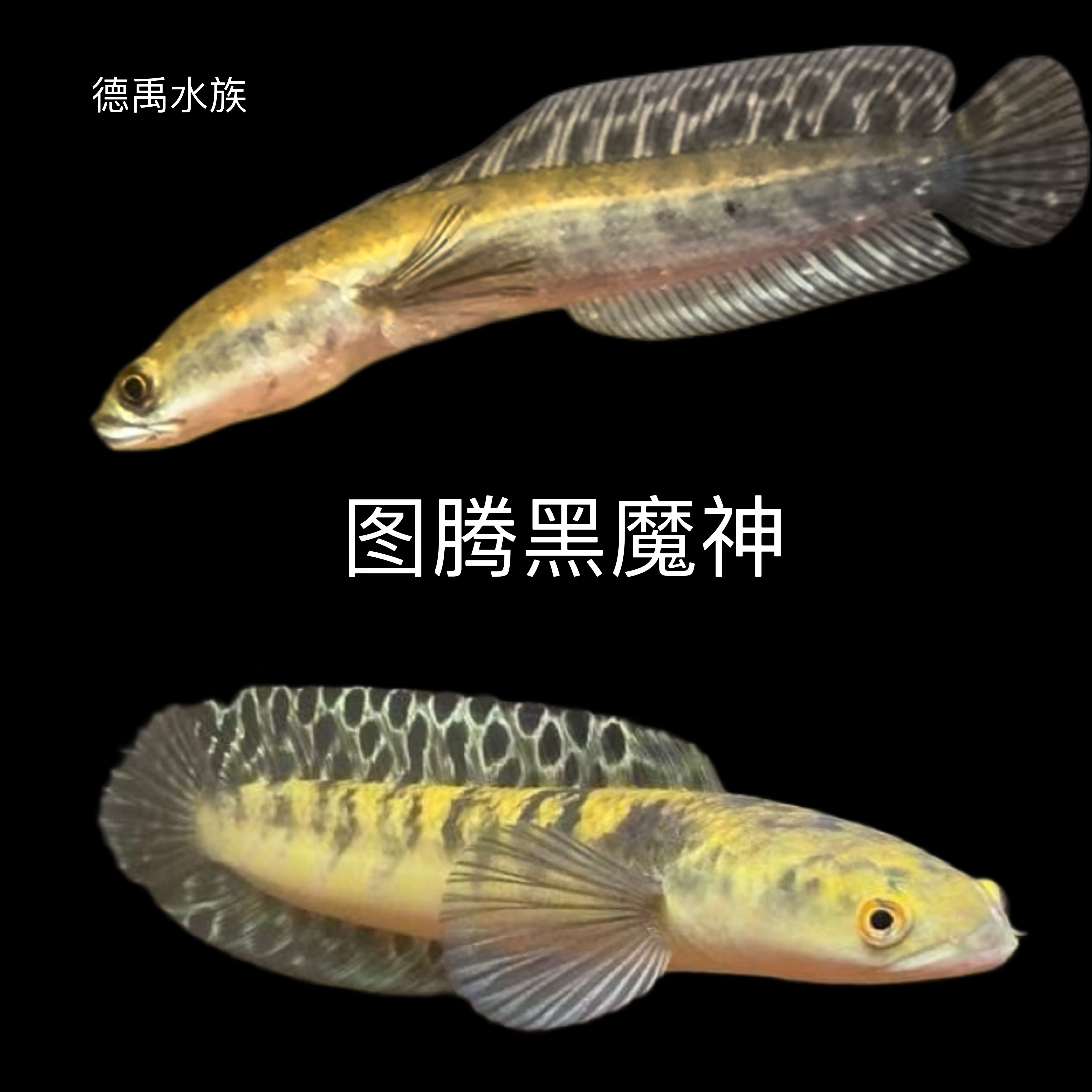 图腾森塔伦黑魔神雷龙鱼活体观赏鱼