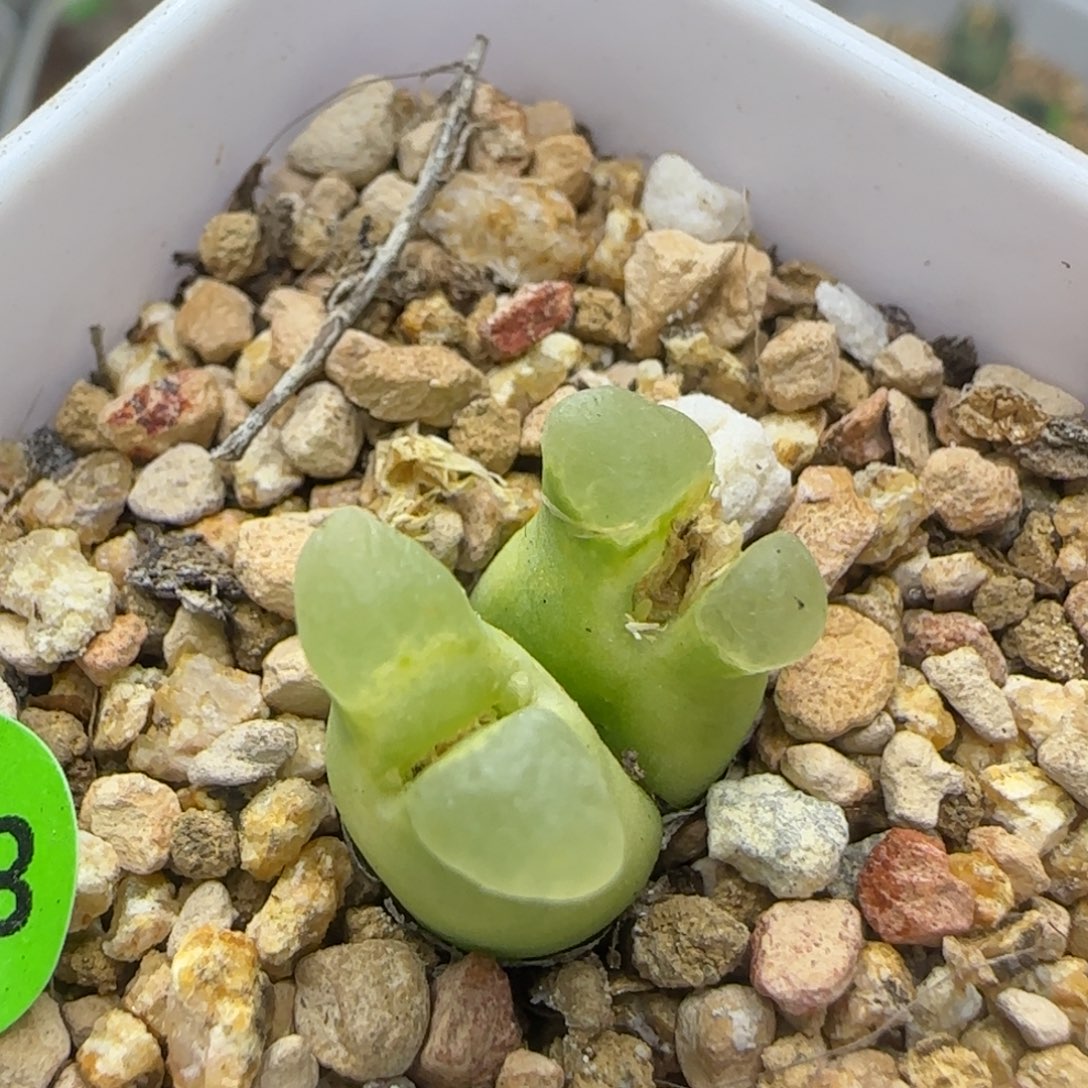 超级奶瓶多肉植物842