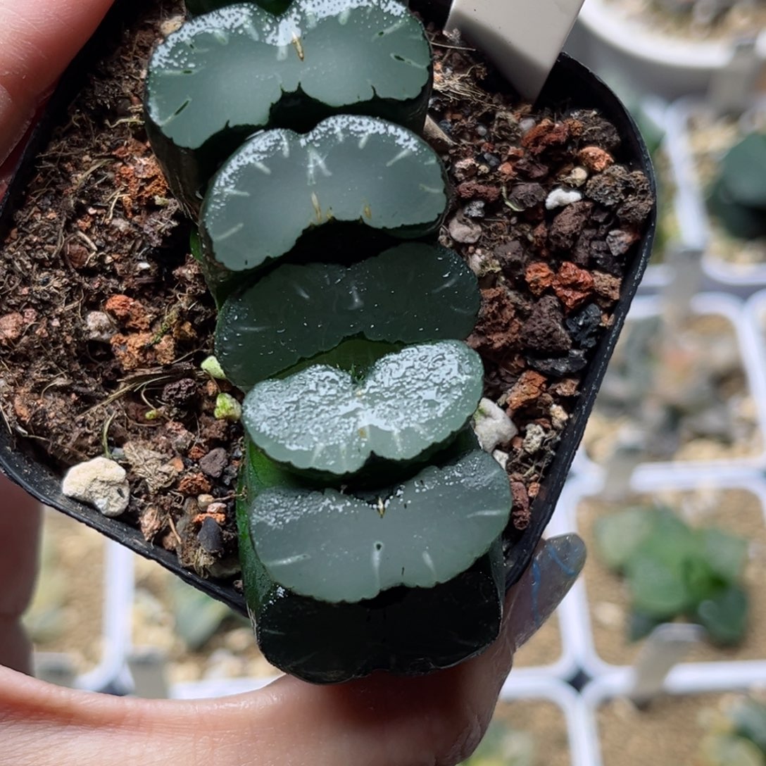 624透镜玉扇哈哈哈哈哈哈