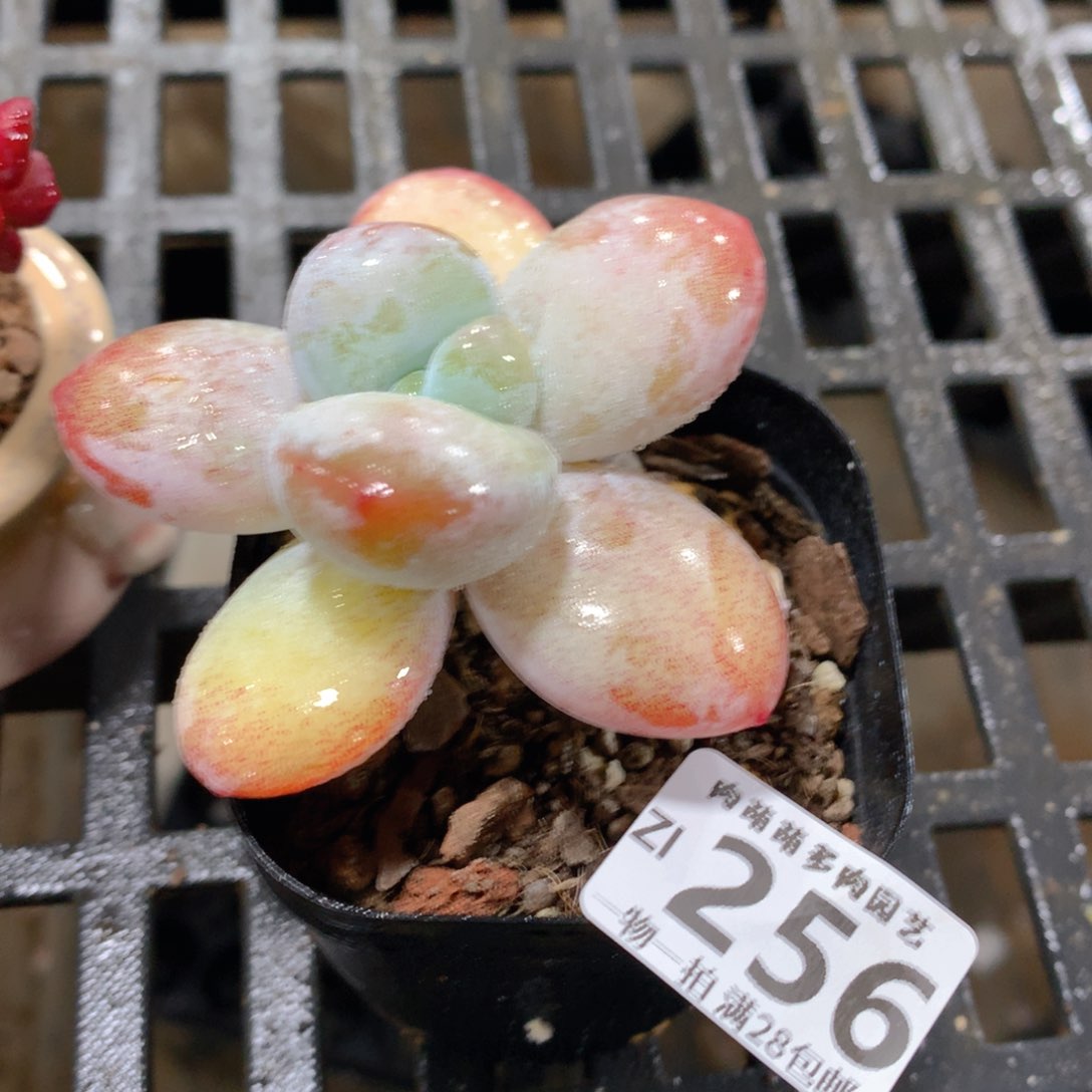 肉萌萌拇指盆精控多肉ZI256