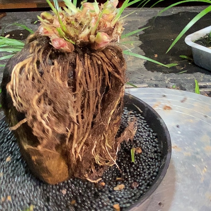 昊***哥无花朵石菖蒲在哪啊怎么