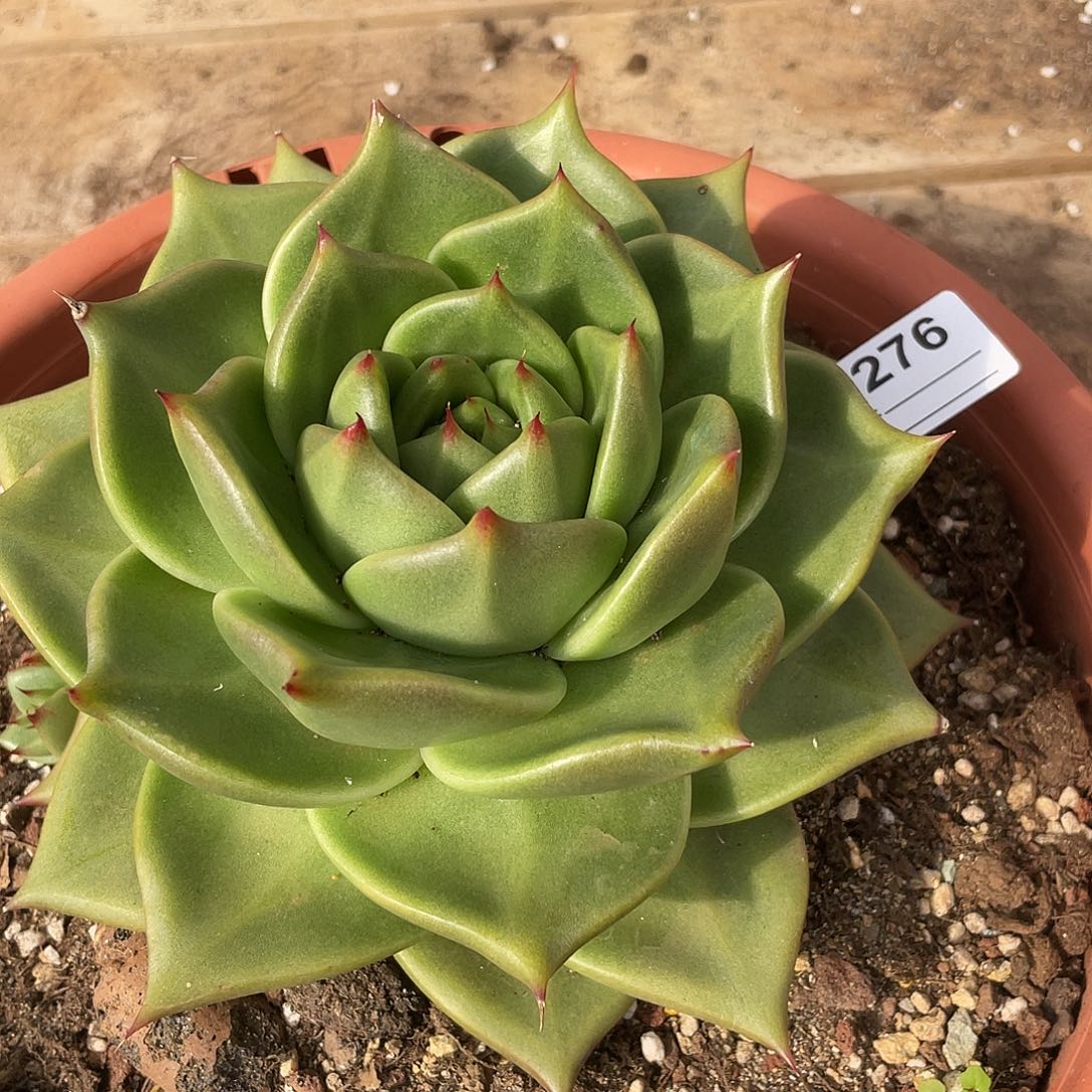 萌***赋若如东云单拍A276